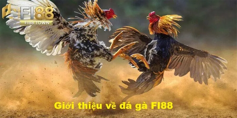 Đá Gà Fi88 - id Giới thiệu về đá gà Fi88