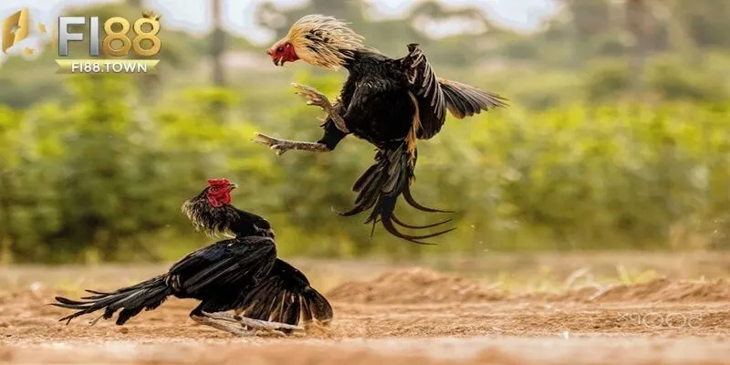 Đá Gà Fi88 - id Kinh nghiệm chơi đá gà Fi88 hiệu quả
